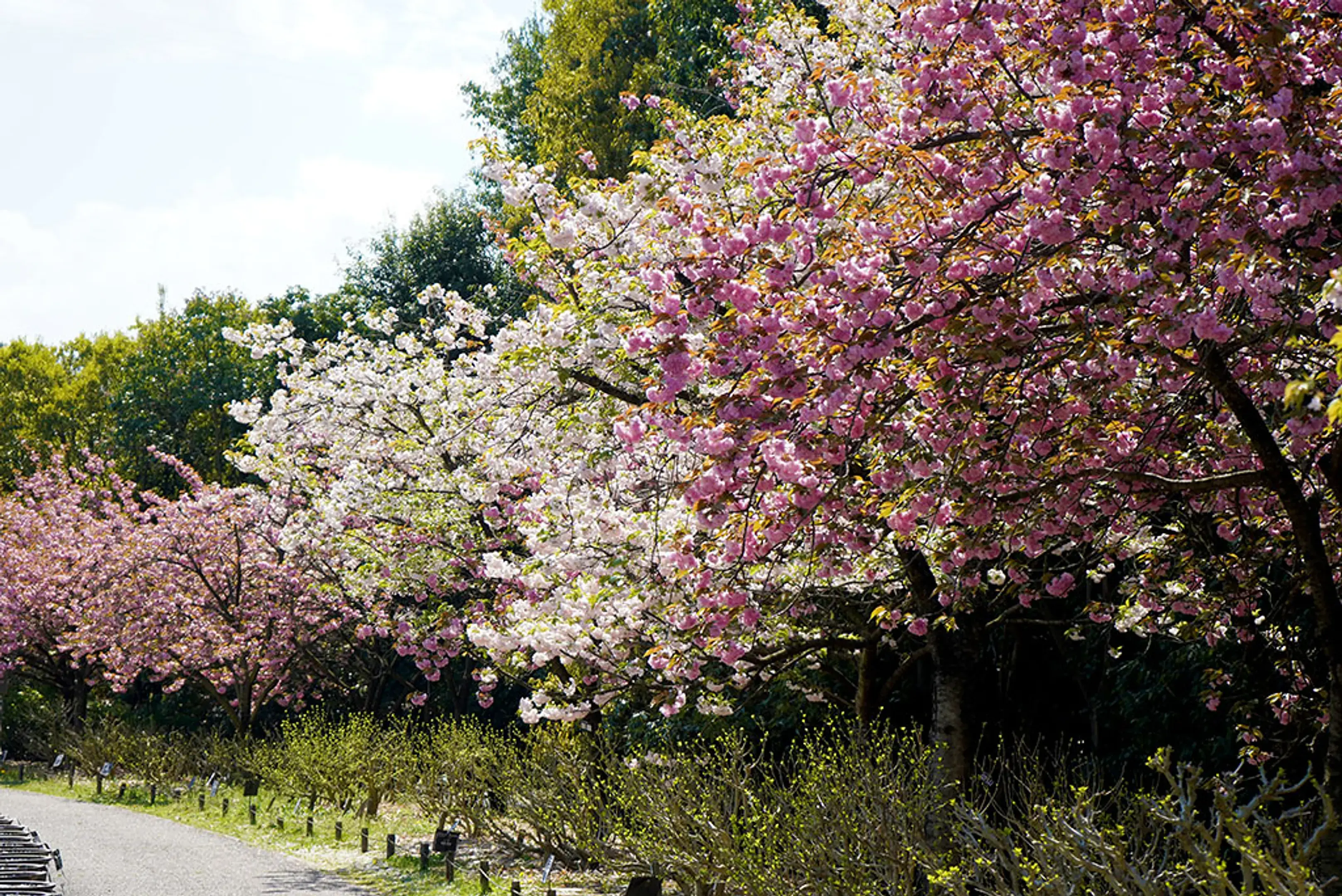 宇治市植物公園_八重桜 (1)_補正_縮小.webp